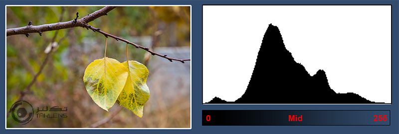 هیستوگرام 14