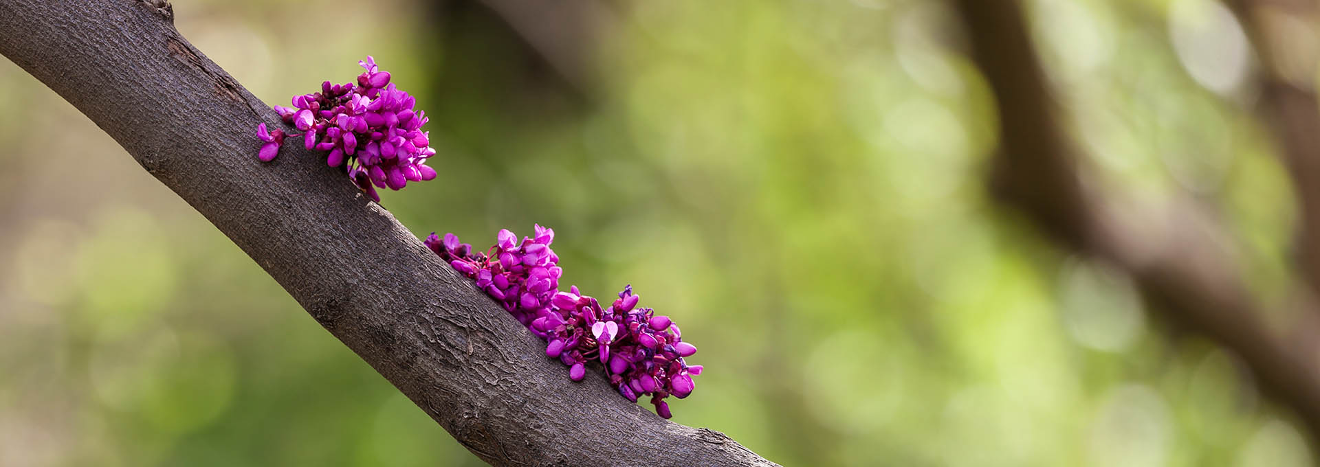 تک لنز، روزنه ای به هنر عکاسی