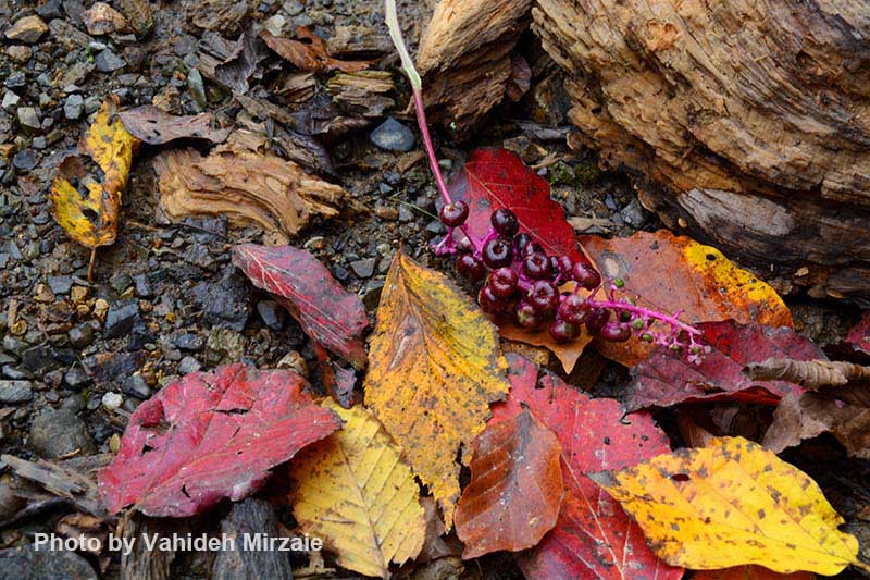 اهمیت ترکیب بندی 2