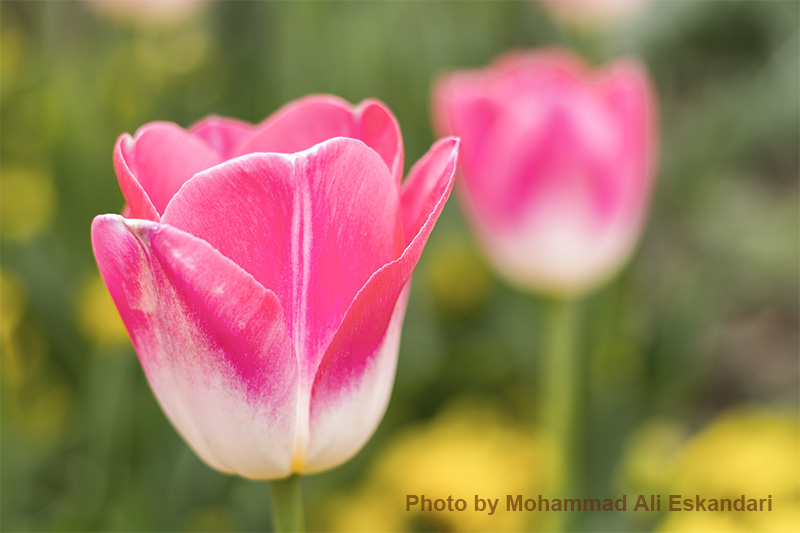 اهمیت ترکیب بندی 5