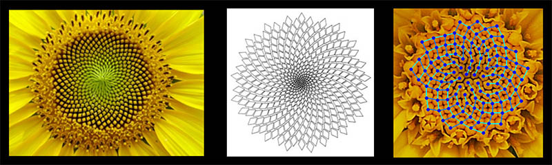 نسبت طلایی 6