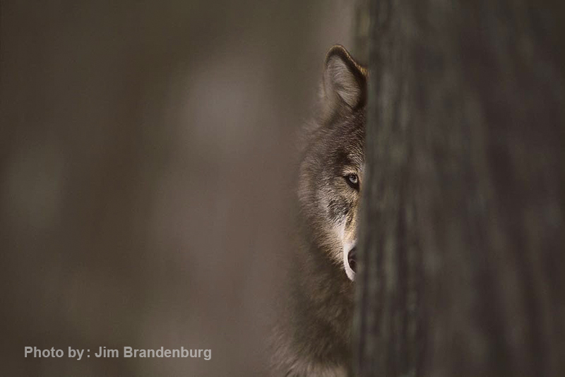 جیم برندبرگ  10