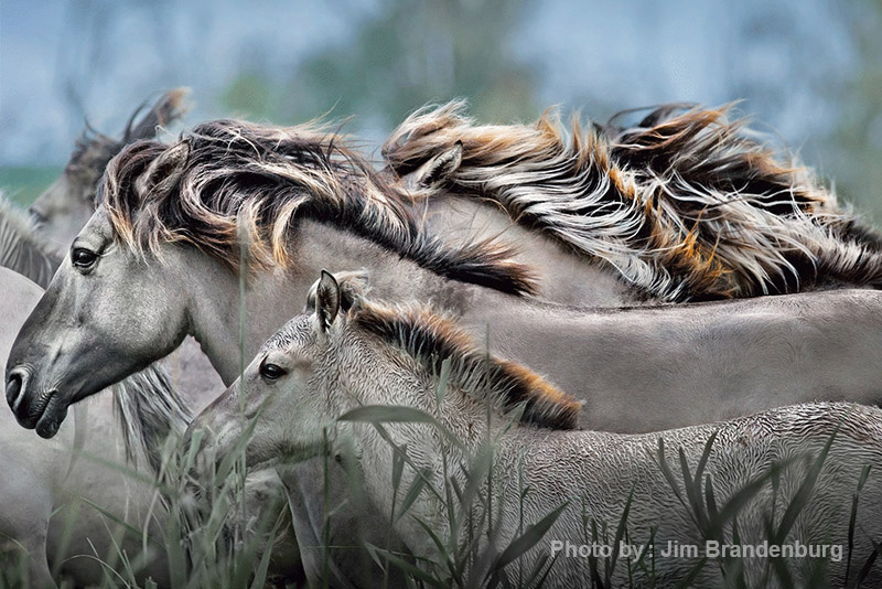 جیم برندبرگ  11