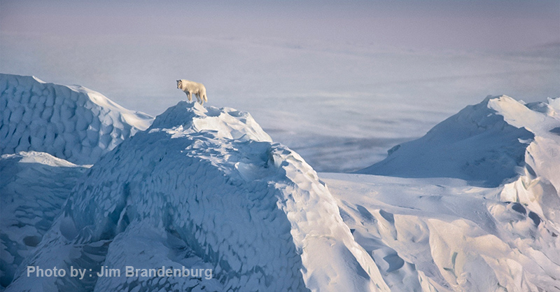 جیم برندبرگ  12