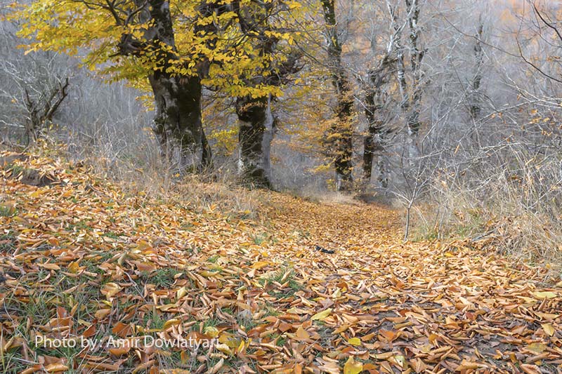 استفاده رنگ 11