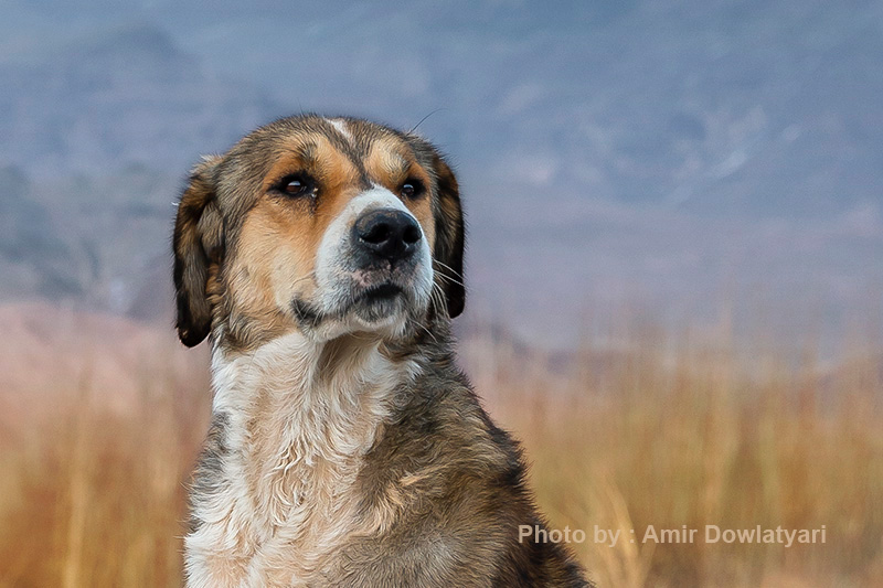 پراش نوری 16