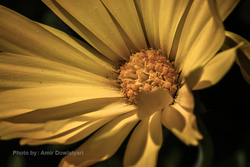 عکاسی از گل 2