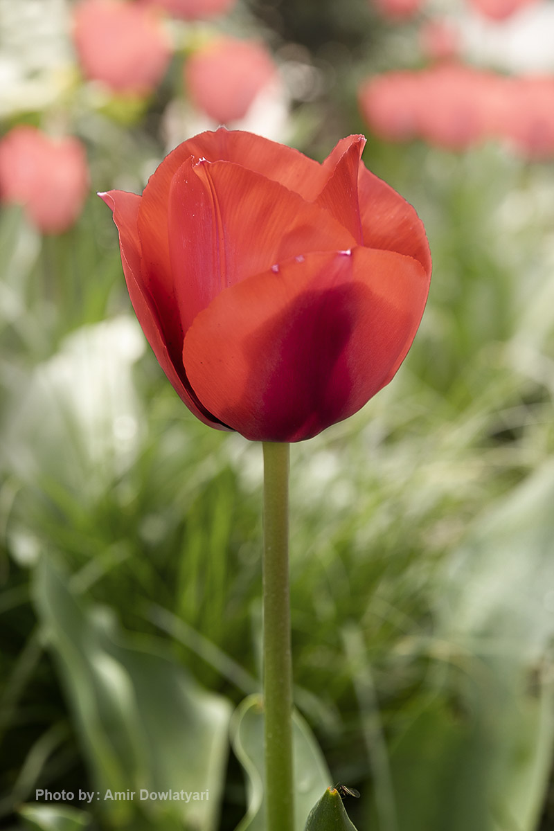 عکاسی از گل 4