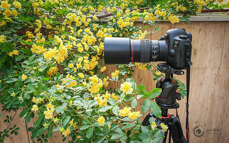 عکاسی از گل 5