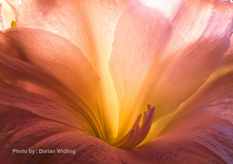 عکاسی از گل 6