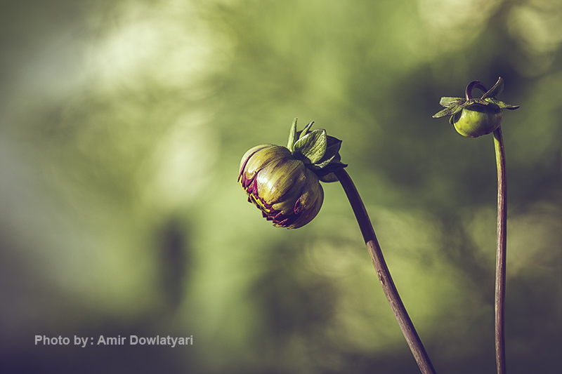 عکاسی از گل 7