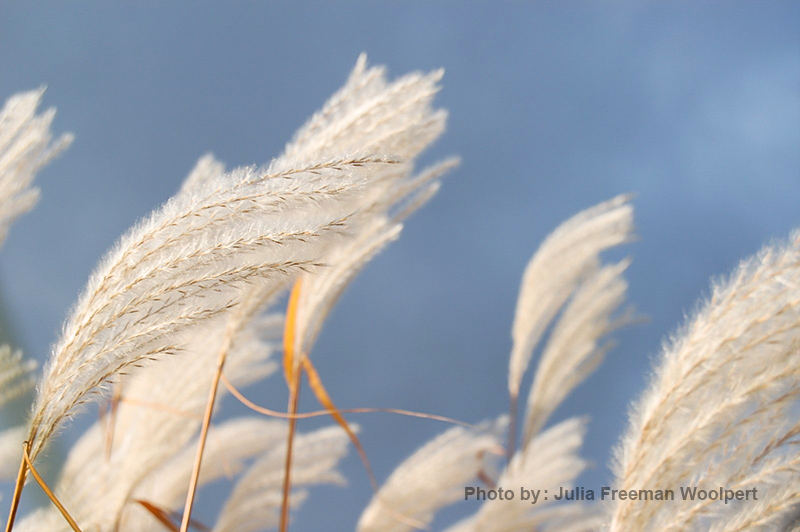 عکاسی از گل 8