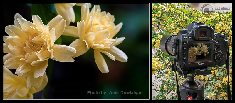 عکاسی از گل 9