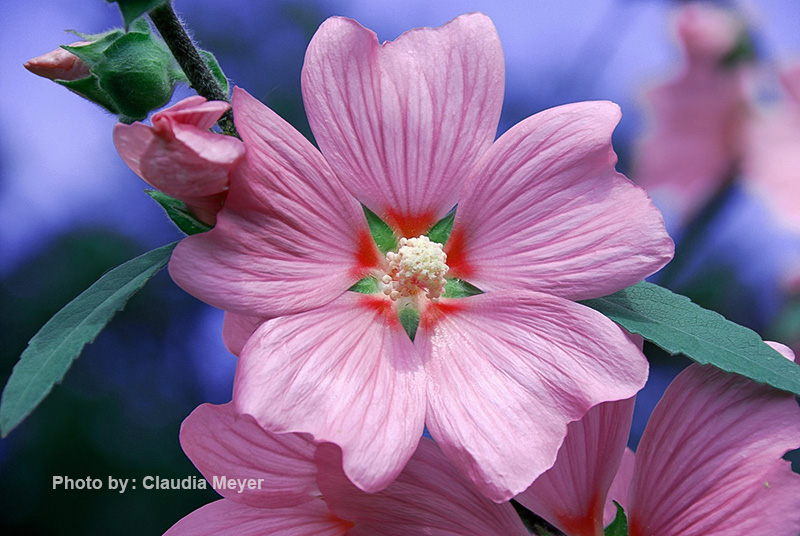 عکاسی از گل 10