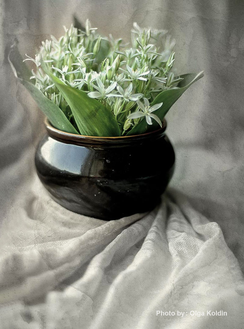 عکاسی از گل 11