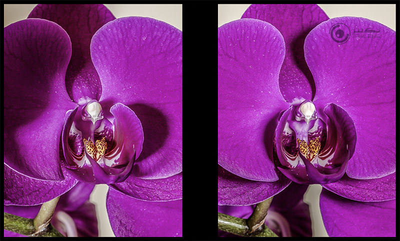 عکاسی از گل 12