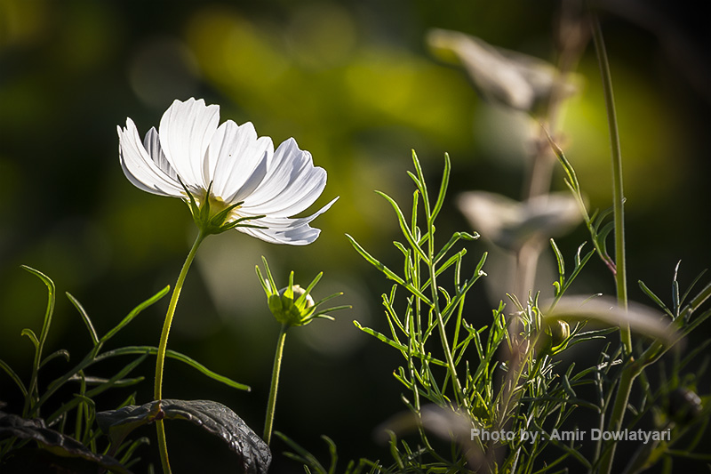 عکاسی از گل 13