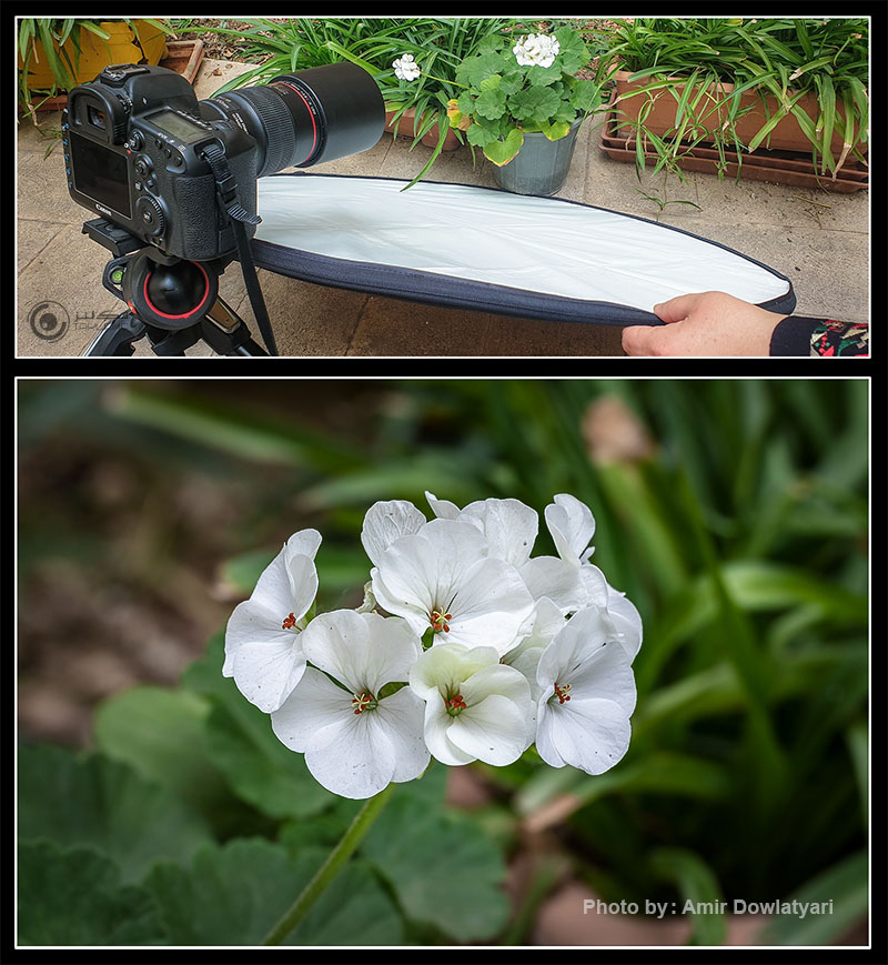 عکاسی از گل 15