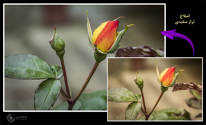 عکاسی از گل 19