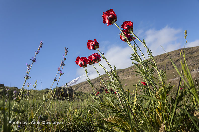 عکاسی از گل 21