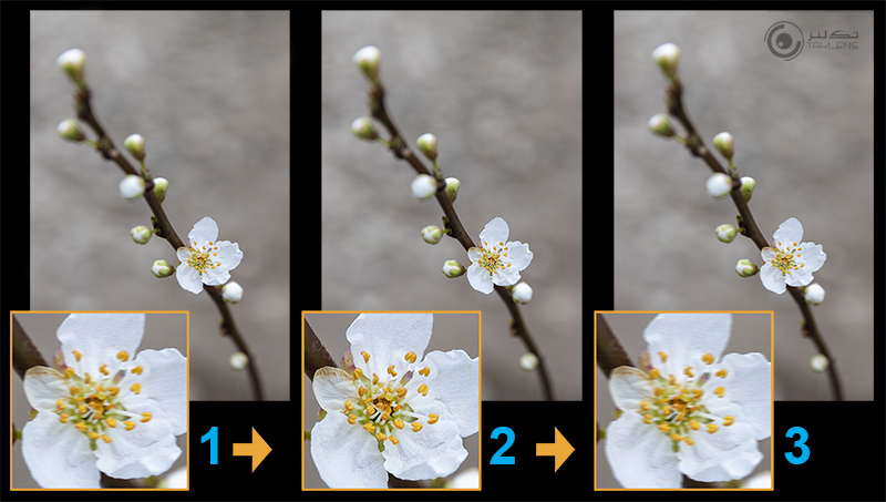 عکاسی از گل 22