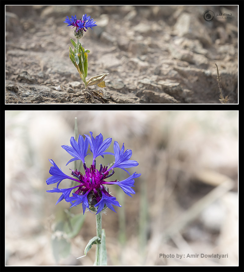 عکاسی از گل 24