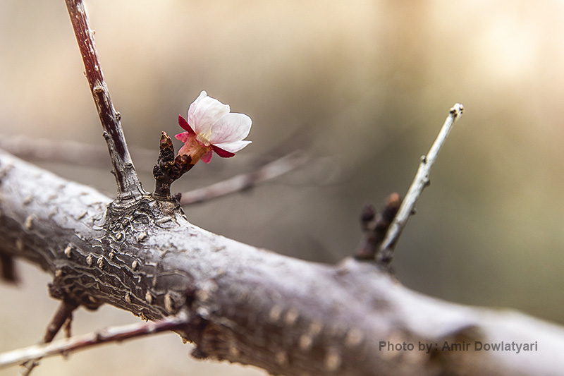 عکاسی از گل 25