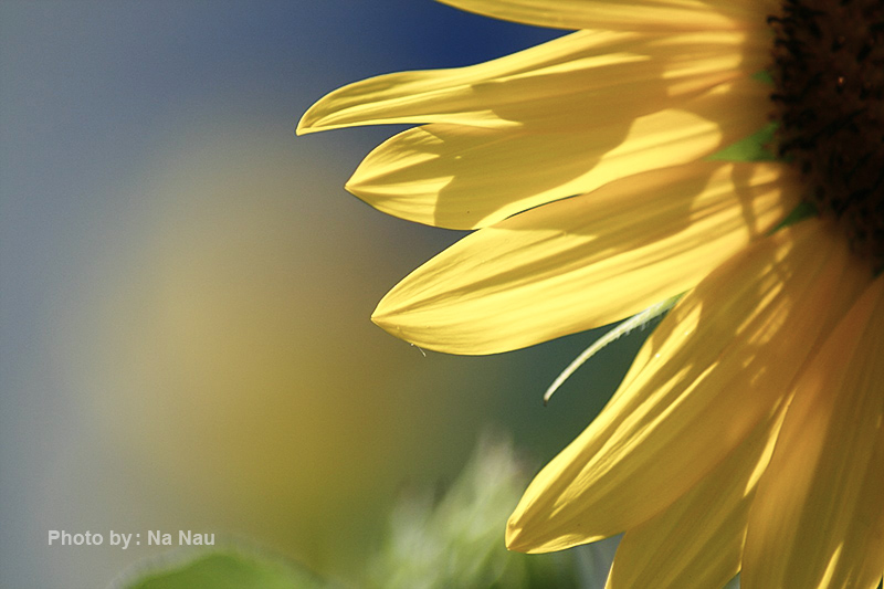 عکاسی از گل 26