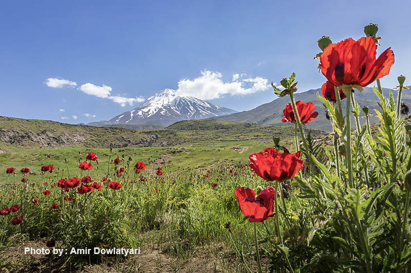 عکاسی از گل 27