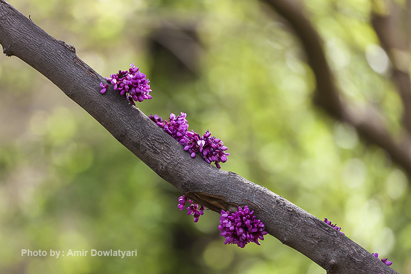 عکاسی از گل 28