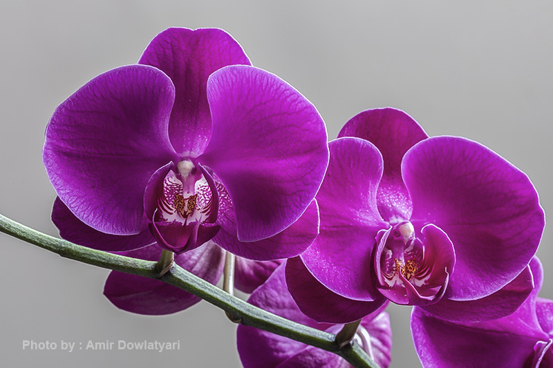 عکاسی از گل 29