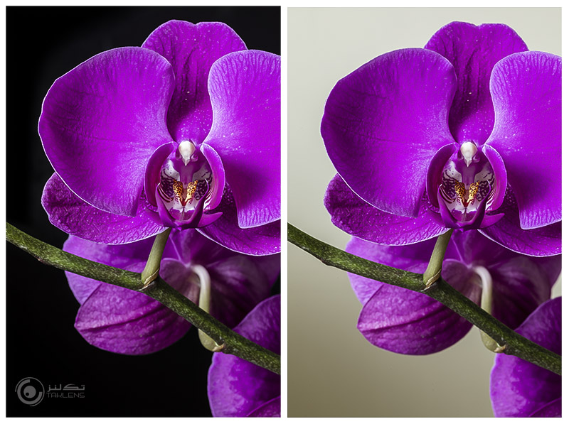 عکاسی از گل 30