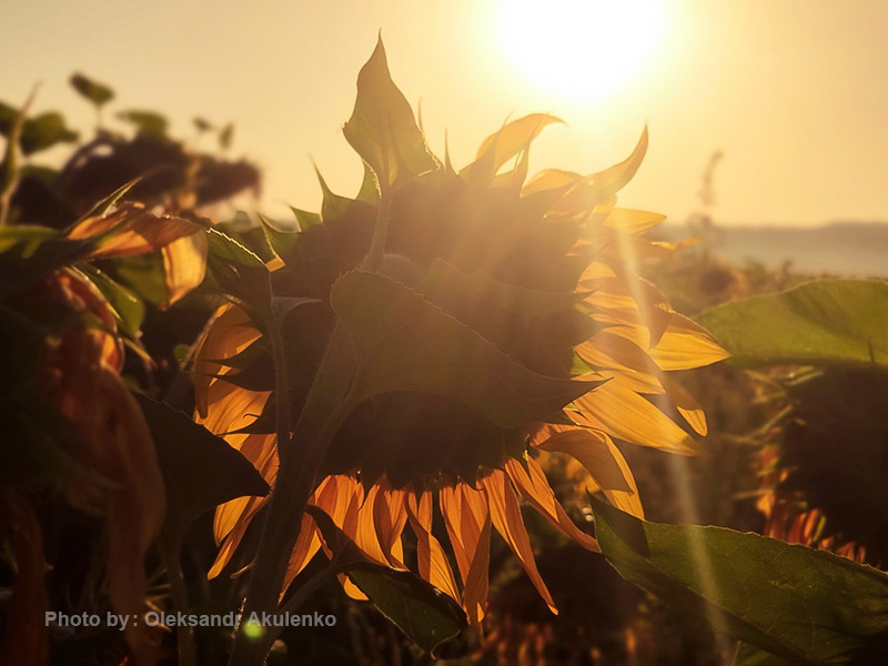 عکاسی از گل 32