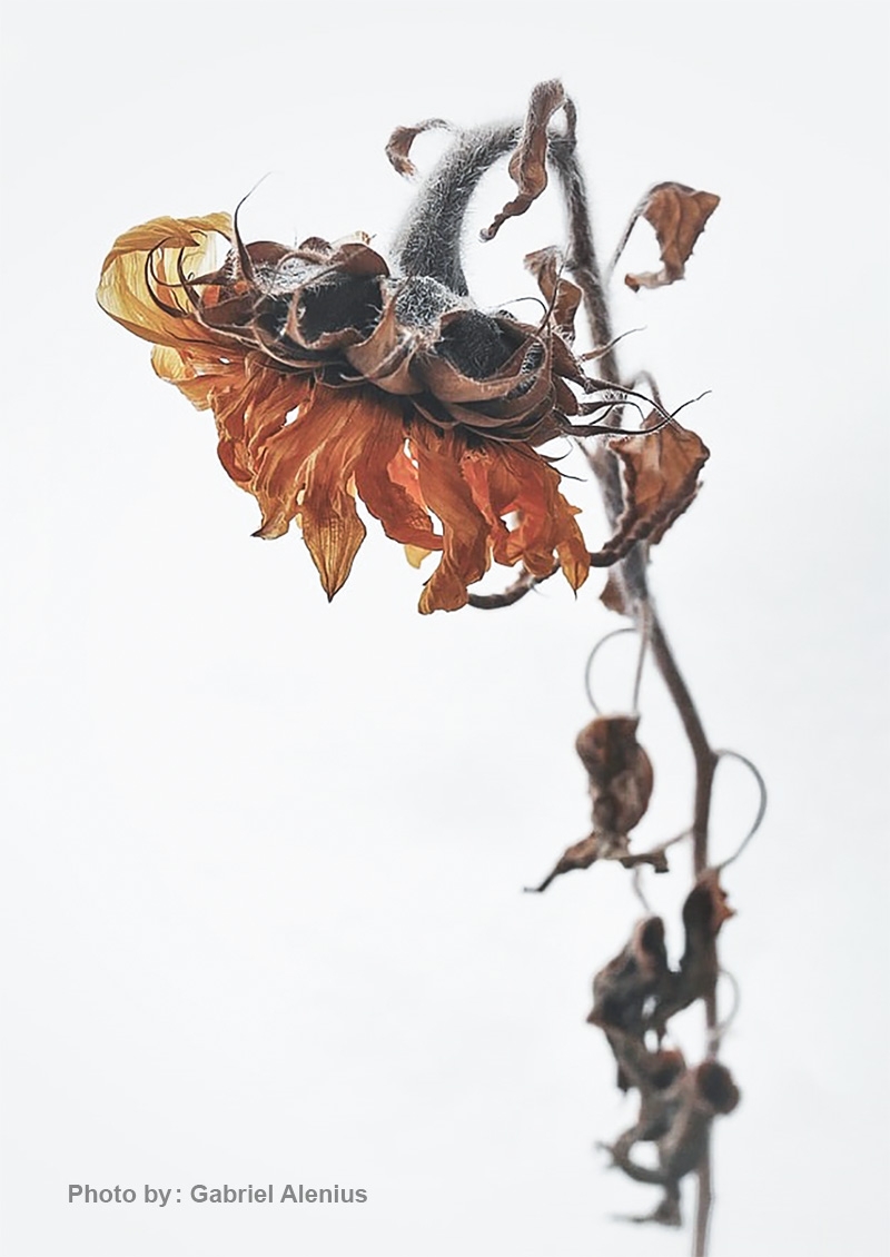 عکاسی از گل 34