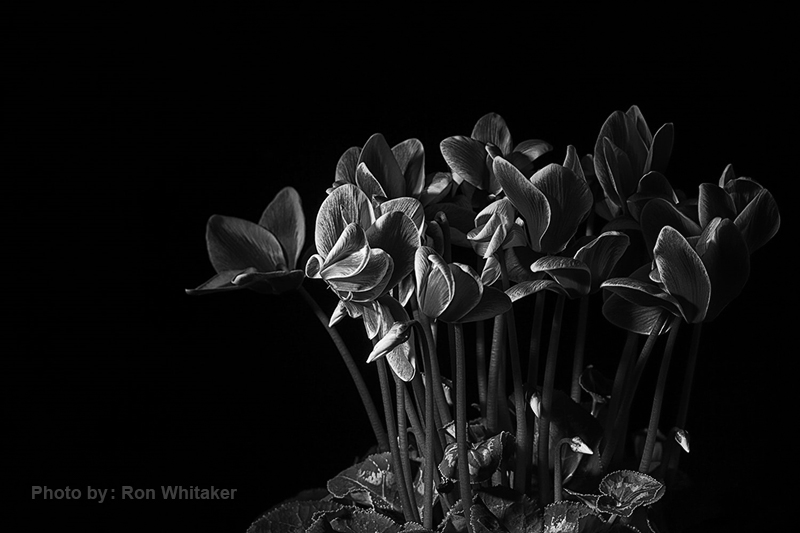 عکاسی از گل 35