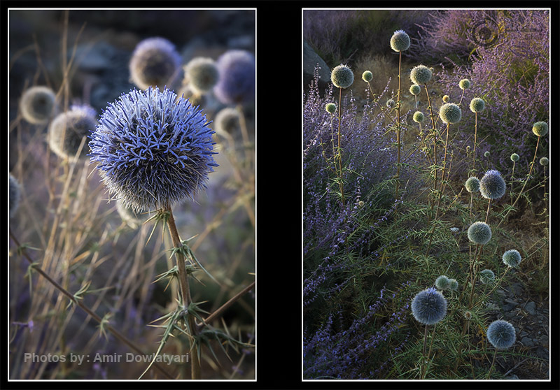 عکاسی از گل 36