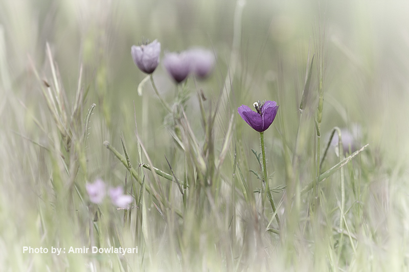 عکاسی از گل 37