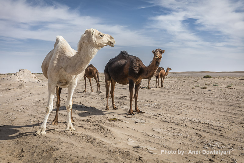 انواع نور 32