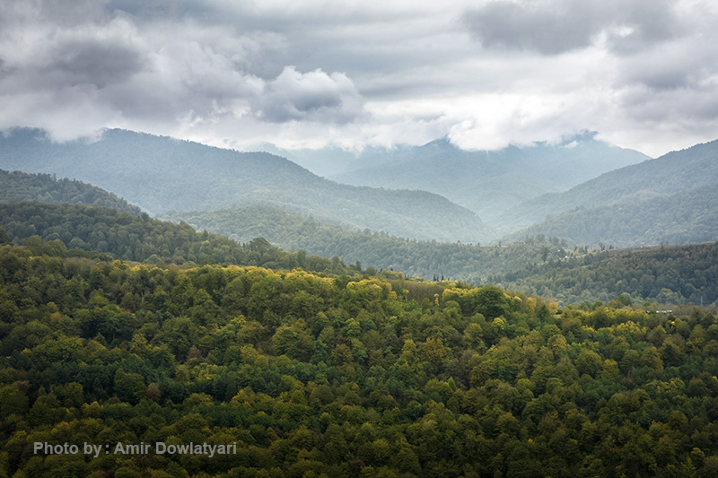 هایپرفوکال 17