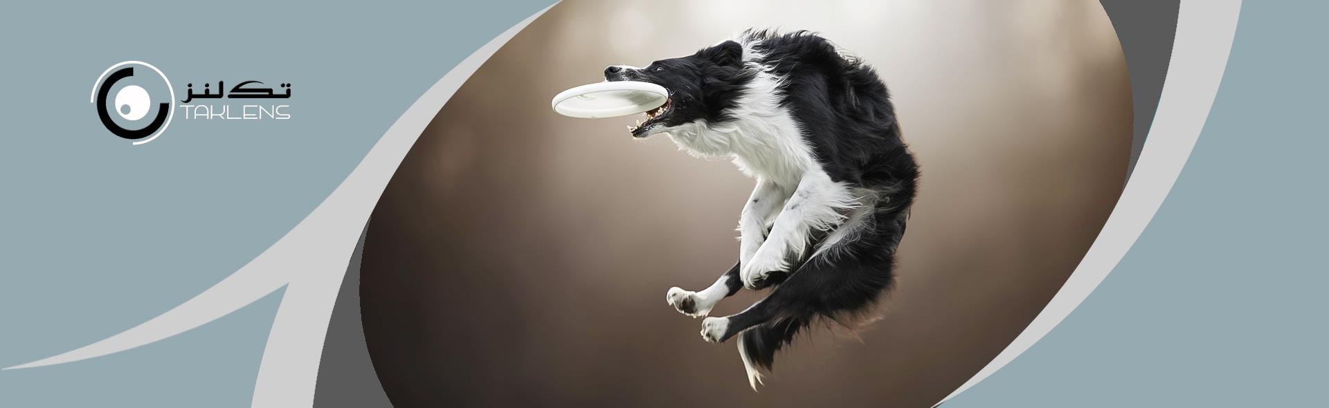 در میانه پرواز سگ ها <br>Dogs Mid-flight