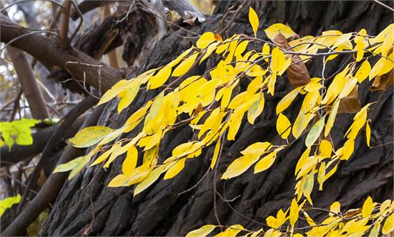 عکاسی در فصل پاییز: بخش 2
Autumn Photography: Part 2