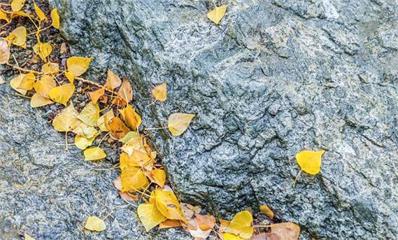 عکاسی در فصل پاییز: بخش 1
Autumn Photography: Part 1