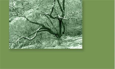 عناصر پایه 2 20