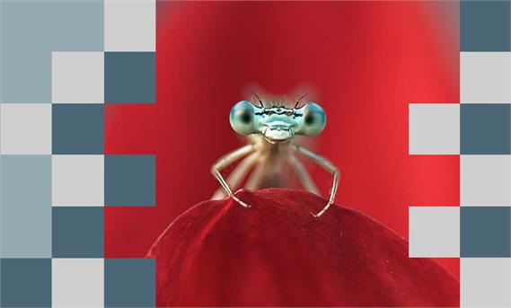 دنیای سنجاقک ها 
The world of damselflies